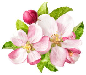 Fototapeta na wymiar PNG Apple tree blossom isolated. Spring flowers