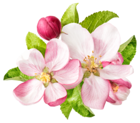 PNG Apple tree blossom isolated. Spring flowers