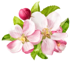 Kissenbezug PNG Apple tree blossom isolated. Spring flowers © LiliGraphie