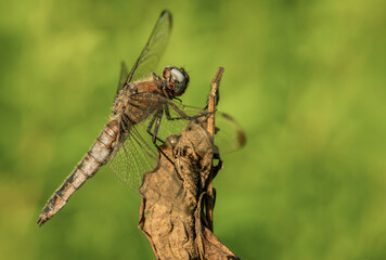 Piękna ważka żółta ruda na łące