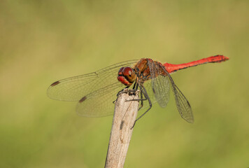 Piękna czerwona ważka na łące