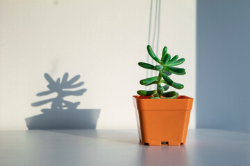 Small plant in a pot receiving sunlight from the window