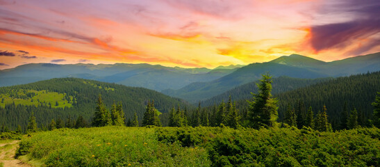 Naklejka na ściany i meble Bright mountain landscape with mountain peaks, forests and sun set. Carpathians. Ukraine. Wide photo.