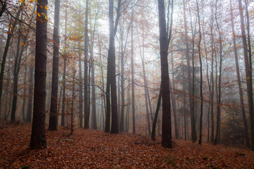 Orange forest in the fog