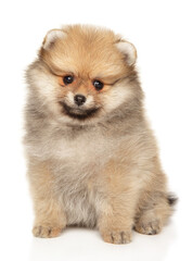 Pomeranian puppy on a white background