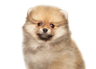 Pomeranian puppy on a white background
