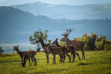 A male and a herd of female red deer (Cervus elaphus) during rut in a meadow.