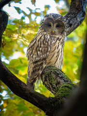 The Ural owl (Strix uralensis) is a large nocturnal owl