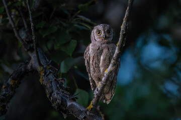 Eurasian scops owl (Otus scops) - Small scops owl on a branch in summer night forest