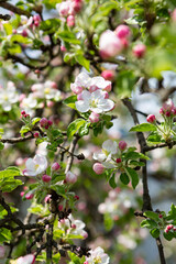 Spring apple fruits branches with flowers