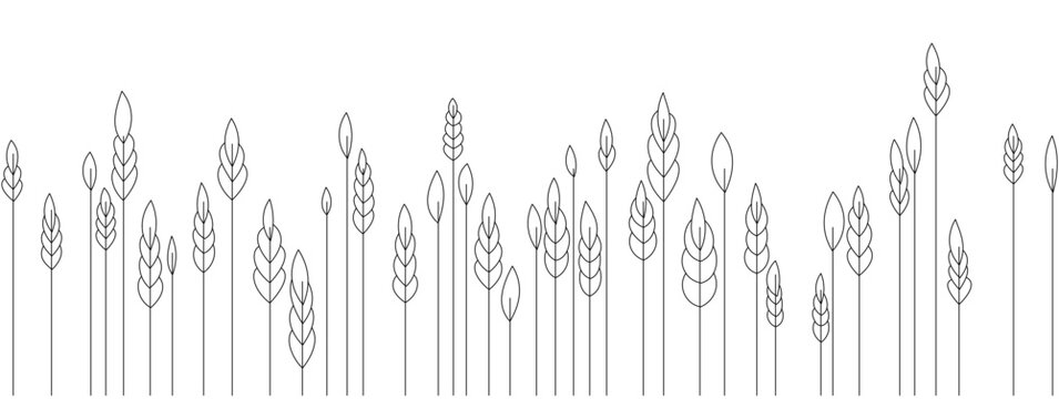 Abstract vector linear wheat. Tall grass stalks with large leaves, seeds. A simple flat field.