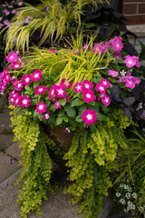 Beautiful Planter Combinations for Stunning Container Garden -  Hakonechloa macra Aureola, a  golden variegated grass  with bright fuchsia vinca and chartreuse creeping jenny, moneywort. 