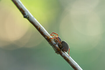 A spider crawls along a branch in the summer in the garden. Wild nature.