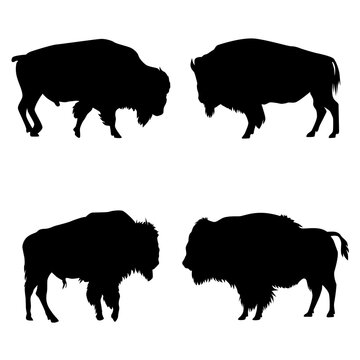 Set of American Bison Silhouettes Vector on white background