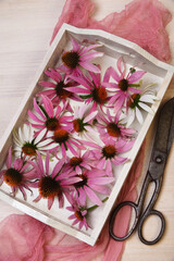 Echinacea purpurea freshly harvested flowers in white tray.