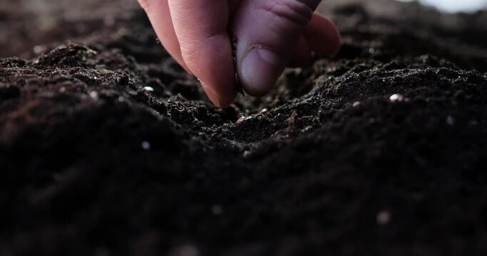 The farmer sows seeds in the soil, close-up farmer's hand sows the seeds.