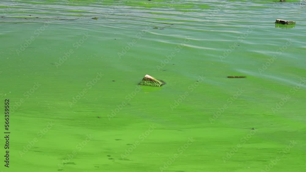 Wall mural Water covered with green algae. River green algae bloom background. Global environmental pollution. Dirty waters in lake, river, bay, pond