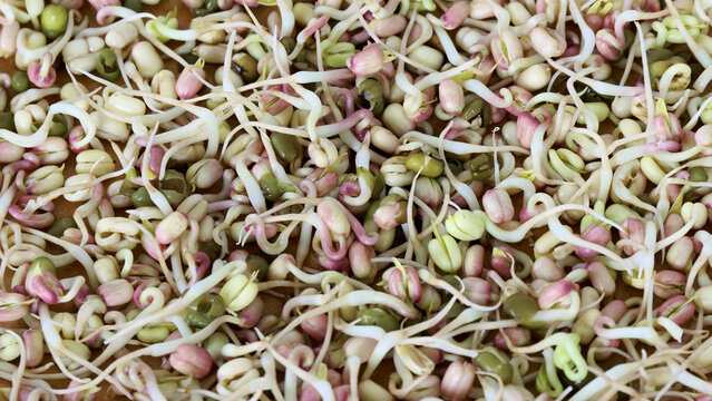 Mung bean sprouts texture. Fresh green microgreens healthy spring food.