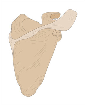 Pectoral Girdle