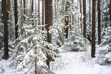 Young Christmas trees covered with snow among the trunks of pines and birches in the winter forest. Winter landscape. The concept of winter walks