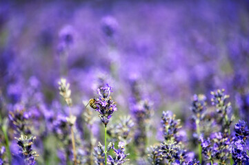 Bee on lavender flower springtime nature background