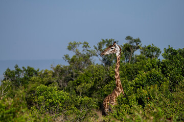 Africa - Giraffe among trees in Kenya National Park.
