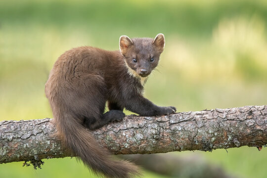 pine marten, Martes martes, on a tree in Scotland in the summer
