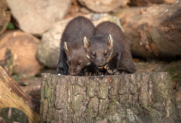 pine martens, Martes martes, on a tree in Scotland in the summer
