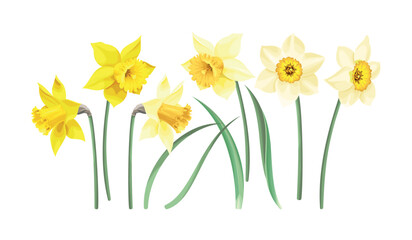 Vector set of white and yellow daffodils - 566362384