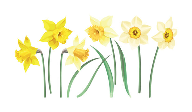 Vector set of white and yellow daffodils