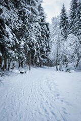 snowy trees in the allgäu, bavaria, germany