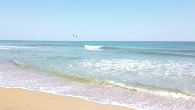 Three Birds Flying Over the Ocean waves Sunny Day