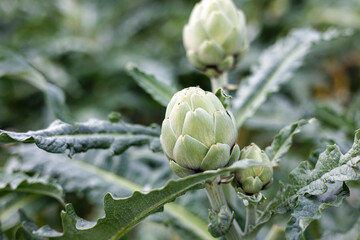 Artichokes growing in an agricultural field, healthy eating