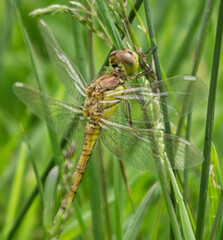 Green dragonfly in the marshland