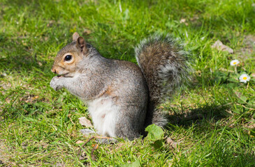 Squirrel side profile eating a nut