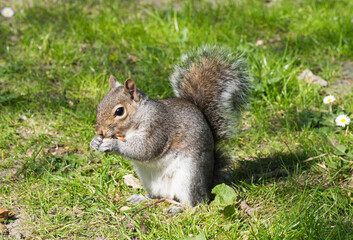 Naklejka na ściany i meble Grey squirrel eating a nut on the ground