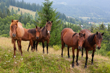 five brown horses on the background of a mountain village and forest. Looking into the lens