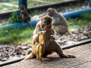 monkey eating a banana in an indian train station © Anna