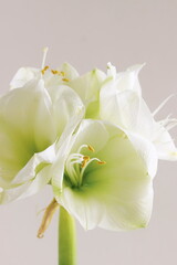 White amaryllis flowers closeup on beige background.Floral card, botanical poster.