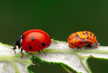 Macro shots, Beautiful nature scene.  Beautiful ladybug on leaf defocused background