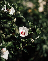 Vibrant Hibiscus Blossom
