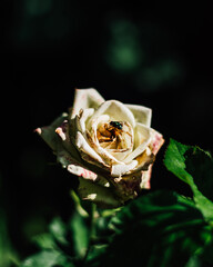 Welting/Sick White Garden Rose with Housefly