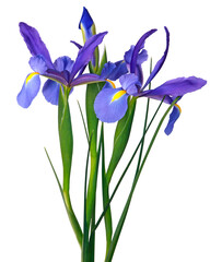 Iris bleu de Hollande	