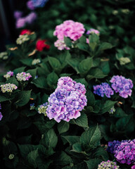 Vibrant French Hydrangea Plant