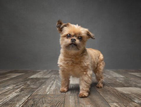 Adorable, small Shorkie dog breed photographed in a studio standing on the floor looking at the camera.