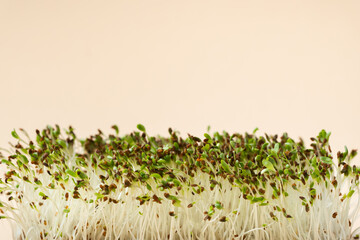 Macro shot of alfalfa microgreen sprouts on the bamboo wooden board against beige background. Healthy nutrition concept. Raw sprouted seeds of microgreens salad