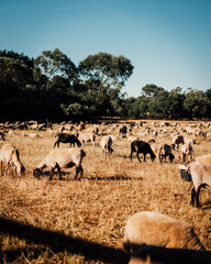 Herd of Sheep Grazing on a Rolling Hillside Landscape