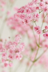 Flowers background.Pink gypsophila flowers or baby's breath flowers close up on beige background selective focus blured . Botanical Poster. Floral card