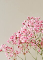 Flowers background.Pink gypsophila flowers or baby's breath flowers close up on beige background selective focus . Copy space. Poster.