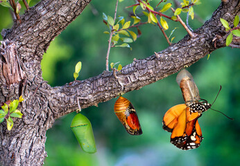 Amazing moment . caterpillar, Large tropical butterfly hatch from the pupa, and emerging with...